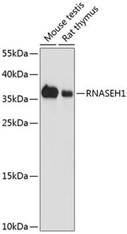 RNASEH1 Rabbit pAb
