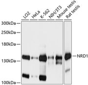 NRD1 Rabbit pAb