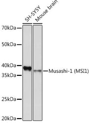 Musashi-1 (MSI1) Rabbit mAb