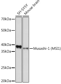 Musashi-1 (MSI1) Rabbit mAb