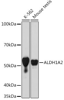 ALDH1A2 Rabbit mAb