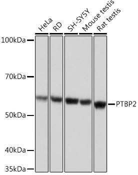 PTBP2 Rabbit mAb