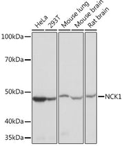 NCK1 Rabbit mAb