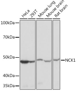 NCK1 Rabbit mAb