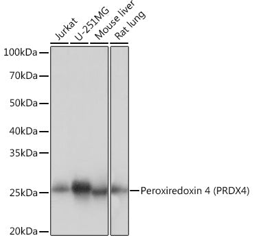 Peroxiredoxin 4 (PRDX4) Rabbit mAb