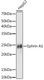 Ephrin A1 Rabbit mAb