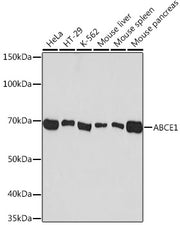 ABCE1 Rabbit mAb