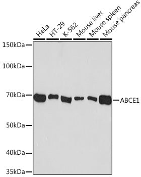 ABCE1 Rabbit mAb