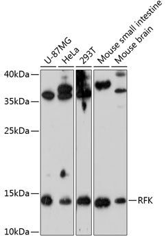 RFK Rabbit pAb