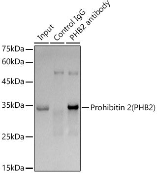 Prohibitin 2 (PHB2) Rabbit mAb