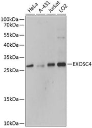 EXOSC4 Rabbit pAb