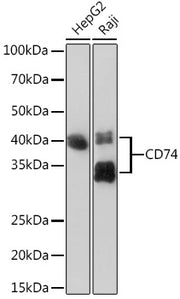 CD74 Rabbit mAb