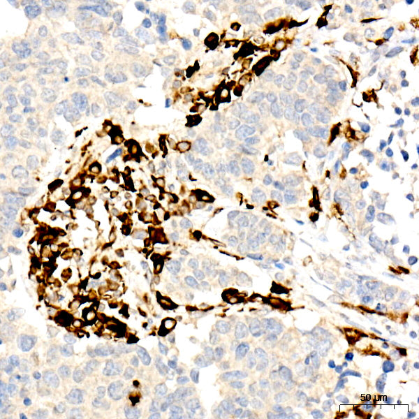 CD74 Rabbit mAb