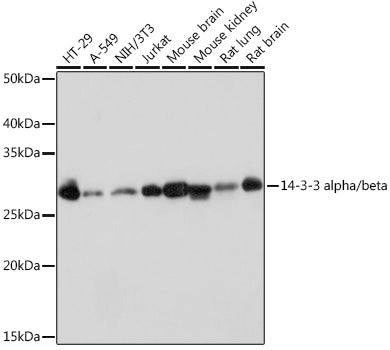 14-3-3 alpha/beta Rabbit mAb