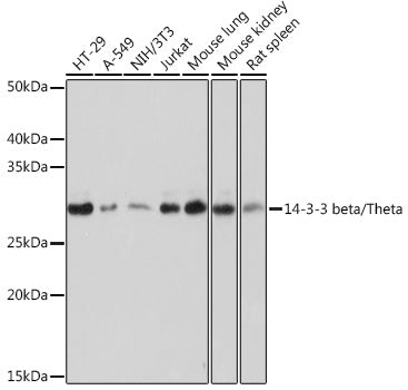 14-3-3 beta/zeta Rabbit mAb