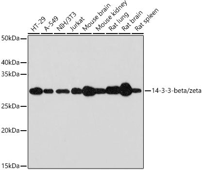 14-3-3-beta/zeta Rabbit mAb