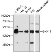 SNX15 Rabbit pAb