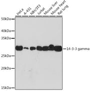 14-3-3 gamma Rabbit mAb