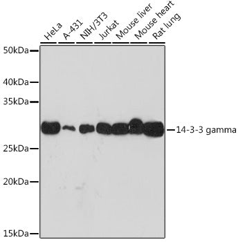 14-3-3 gamma Rabbit mAb