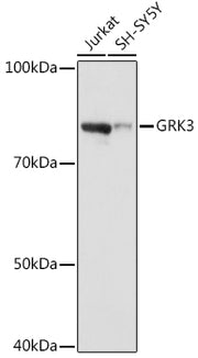GRK3 Rabbit mAb