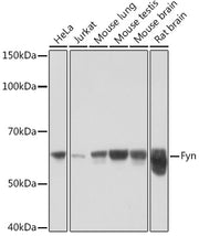 Fyn Rabbit mAb