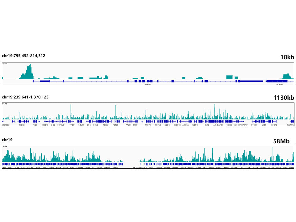 HMGB2 Rabbit mAb