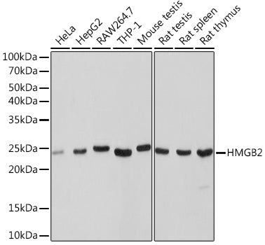 HMGB2 Rabbit mAb