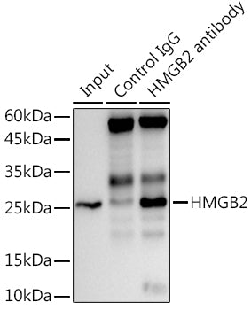HMGB2 Rabbit mAb