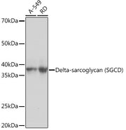 Delta-sarcoglycan (SGCD) Rabbit mAb