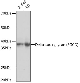 Delta-sarcoglycan (SGCD) Rabbit mAb