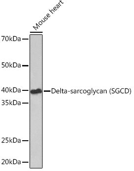 Delta-sarcoglycan (SGCD) Rabbit mAb