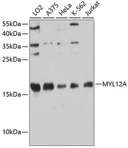 MYL12A Rabbit pAb
