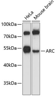 ARC Rabbit pAb