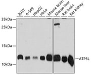 ATP5L Rabbit pAb