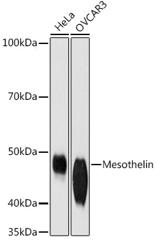 Mesothelin Rabbit mAb
