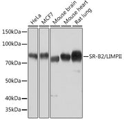SR-B2/LIMPII Rabbit mAb