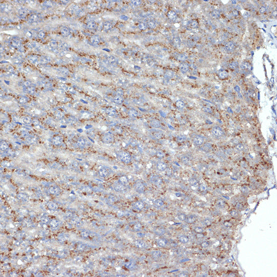 SR-B2/LIMPII Rabbit mAb