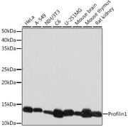 Profilin1 Rabbit mAb