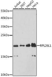 RPL26L1 Rabbit pAb