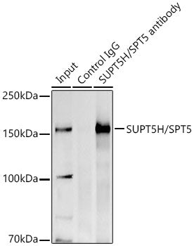 SUPT5H/SPT5 Rabbit pAb