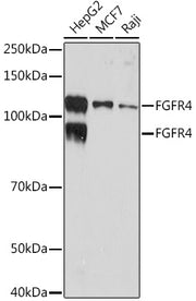FGFR4 Rabbit mAb