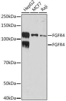 FGFR4 Rabbit mAb