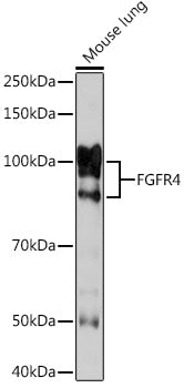 FGFR4 Rabbit mAb
