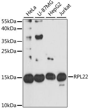 [KO Validated] RPL22 Rabbit pAb