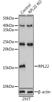 [KO Validated] RPL22 Rabbit pAb
