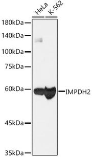 [KO Validated] IMPDH2 Rabbit mAb