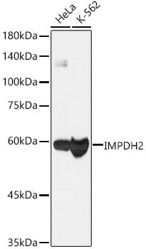[KO Validated] IMPDH2 Rabbit mAb