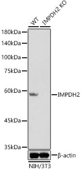 [KO Validated] IMPDH2 Rabbit mAb