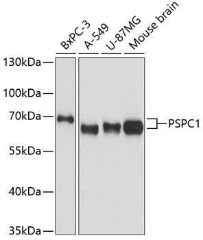 PSPC1 Rabbit pAb