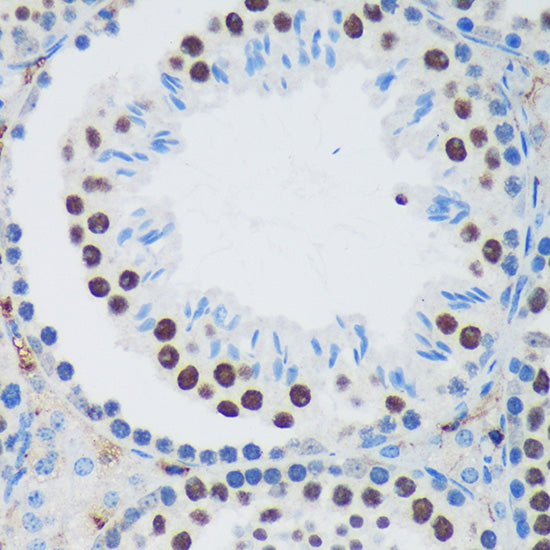 PSPC1 Rabbit pAb